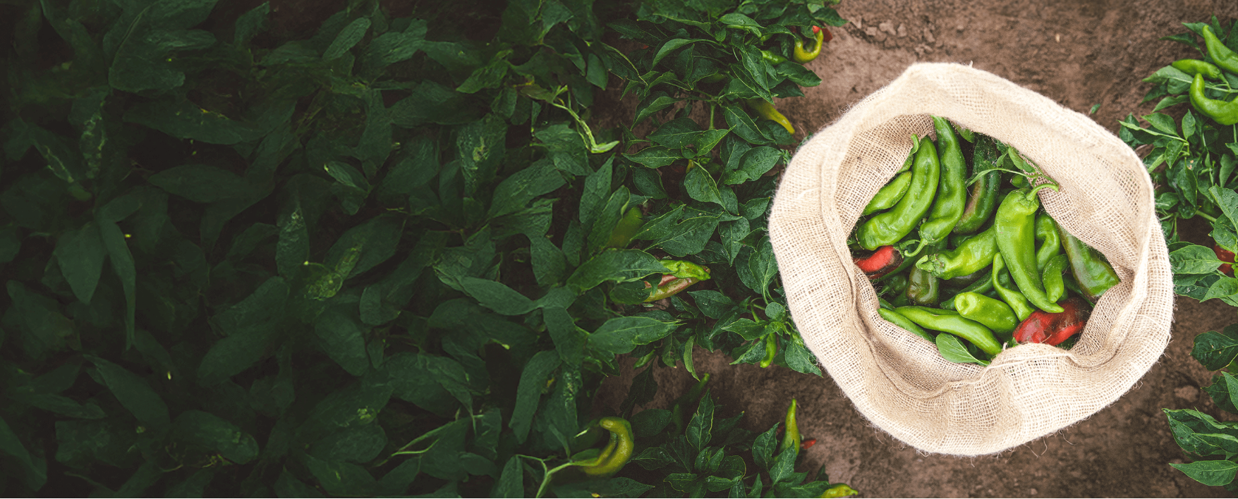 Fresh Hatch Green Chile in Field