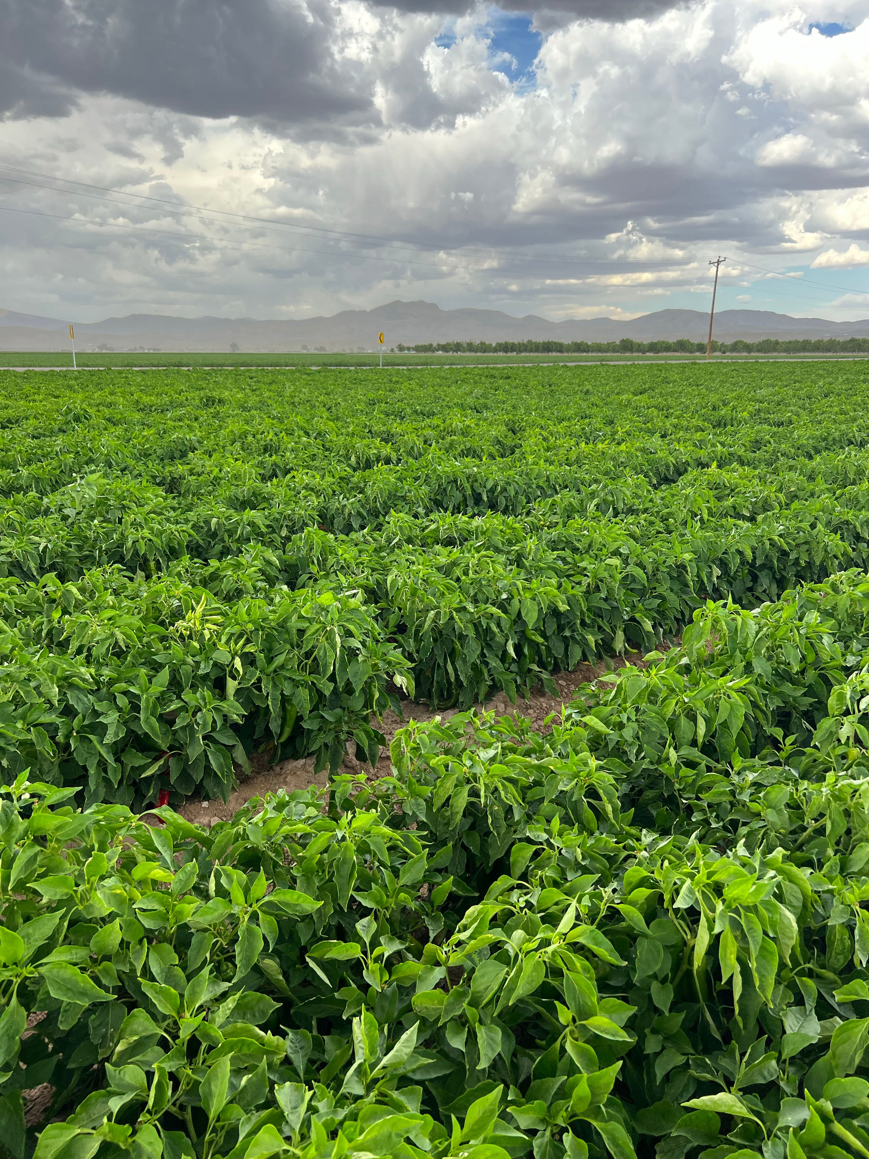 fresh hatch green chile fields in the hatch valley with rain and mountains