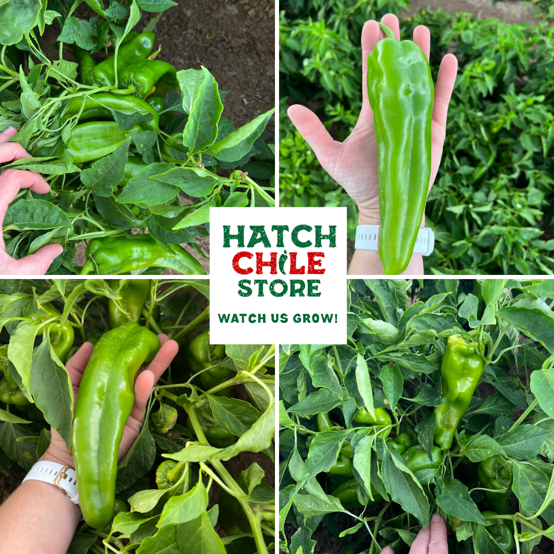 Hatch Green Chile on the plant, large hatch green chile