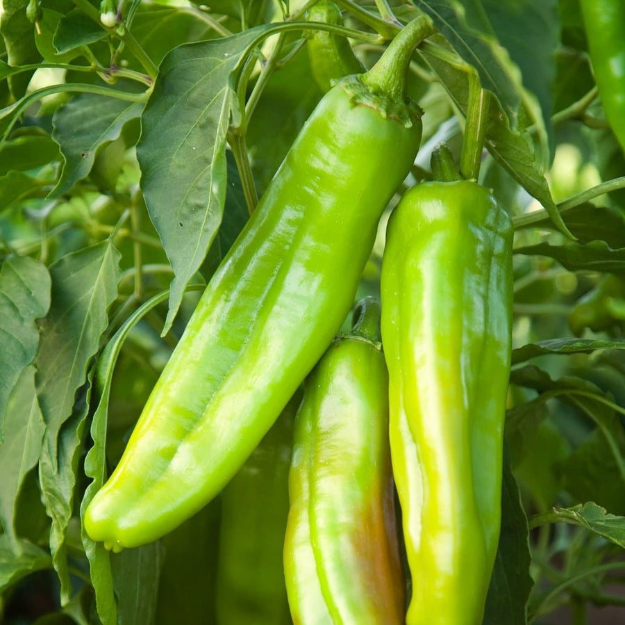 Hatch green chile peppers ripening on the plant