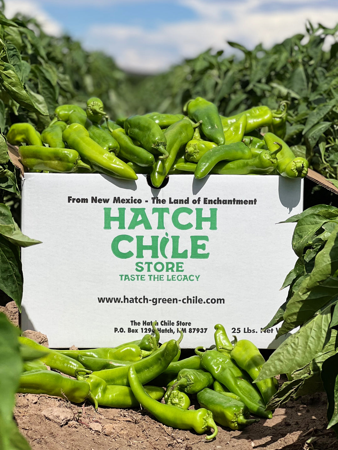 A box labeled "Fresh Hatch Green Chile - taste the legacy" overflowing with fresh green chiles, set amid lush chile plants under a bright sky.