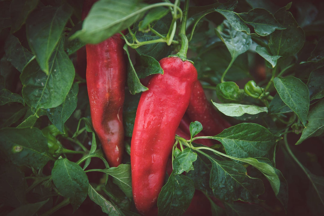 Ripe Fresh Hatch Red Chile peppers hanging among lush green leaves, wet with droplets of water, highlighting their fresh and vibrant appearance.
Product Name: Fresh Hatch Red Chile peppers