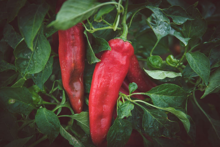 Fresh Hatch Red Chile - Hatch Chile Store