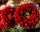 Two Hand-Made Chile Pequin Wreaths