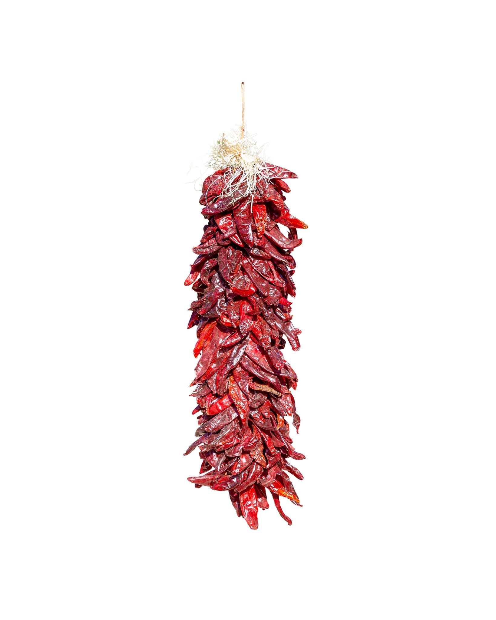 A bundle of dried Traditional Sandia Ristras tied together and hanging vertically, isolated on a white background.