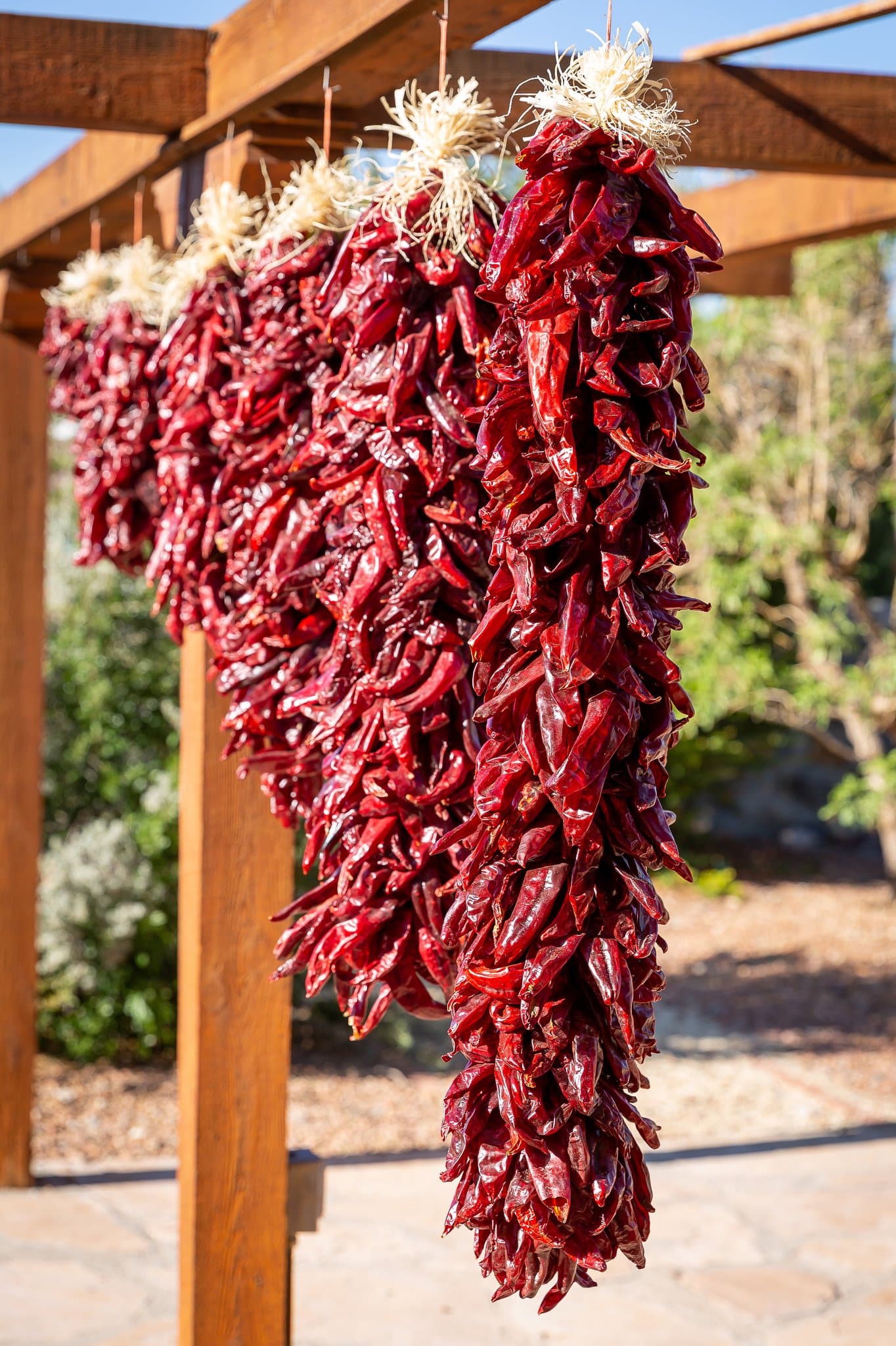 Chili peppers tied in large bundles hanging from a wooden frame in a sunny outdoor setting, displaying a vibrant red color typical of Traditional Sandia Ristras.