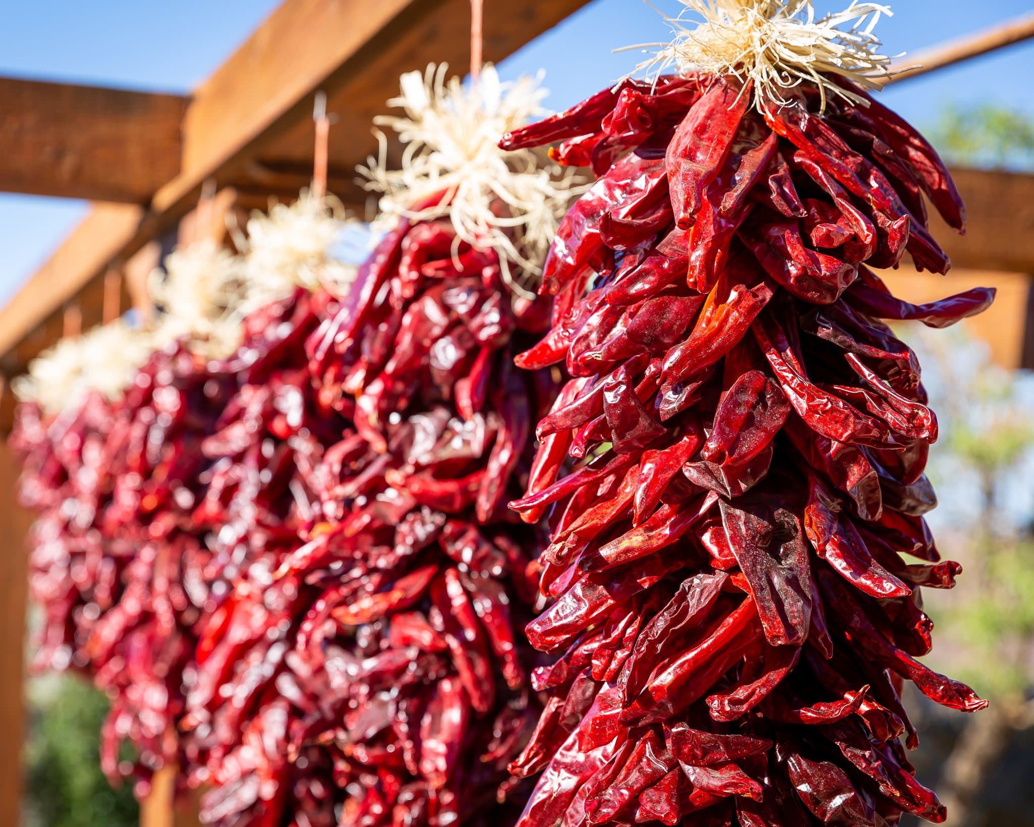Several bunches of Traditional Sandia Ristras hang to dry in the sunlight, strung together by their stems and displayed outdoors against a blurred background.