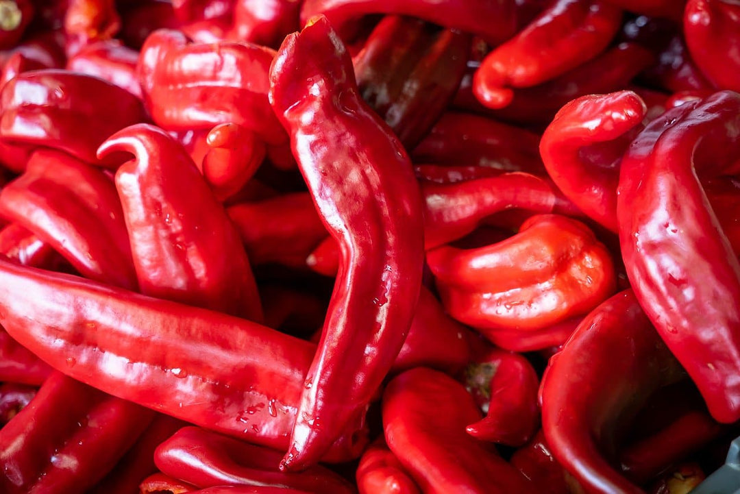 A close-up image of a pile of shiny, fresh Sandias Red Chile peppers with prominent wrinkles and glossy surfaces.
