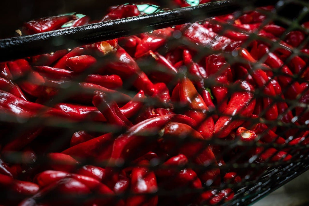 Fresh Hatch Red Chile peppers stored in a black net basket, with some moisture visible on their glossy surfaces, representing a close-up view that highlights their vibrant color and freshness.