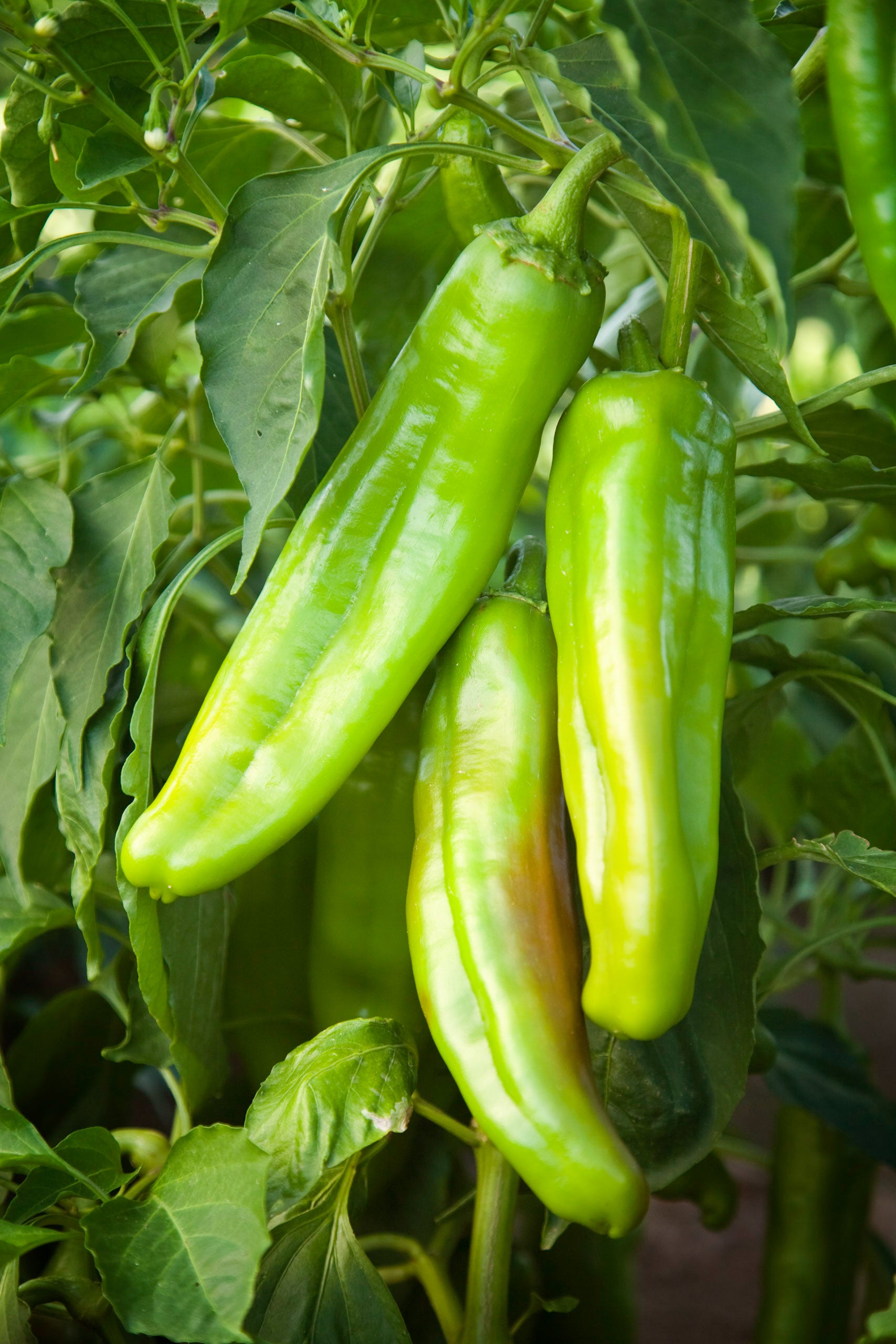 Fresh Hatch Green Chile