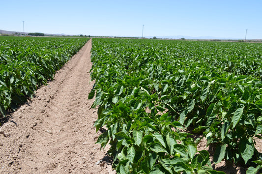 Hatch Green Chile Field Hatch NM