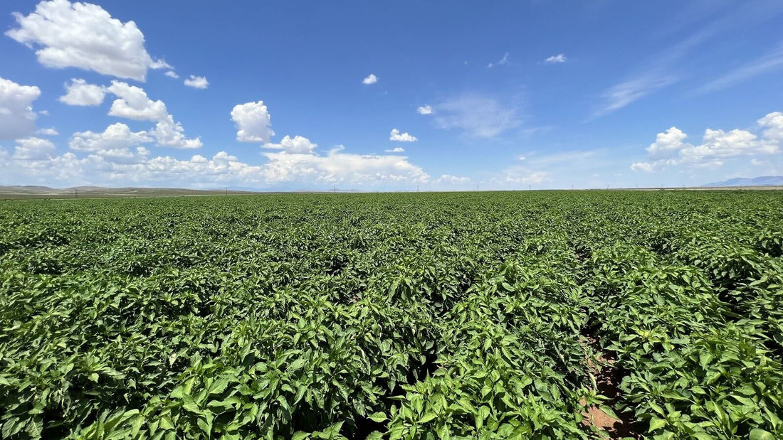 Rows of green chile plants stretching across a New Mexico field under a blue sky with clouds