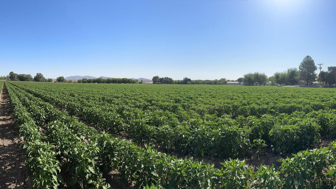 Rows of green chile plants in a Hatch Valley field stretching toward distant trees under a clear blue sky