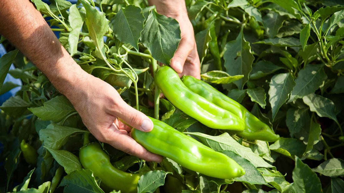 A hand holding two fresh green chile pods that are still growing among the leaves of a chile plant