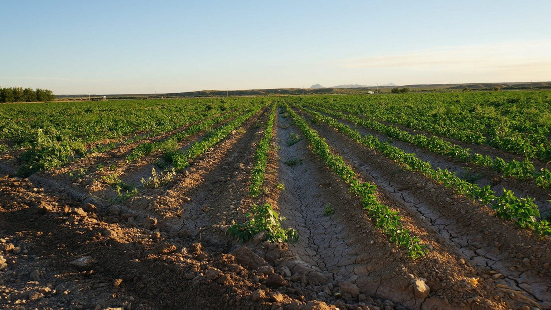 A furrow running between rows of young chile plants in a field at low sun