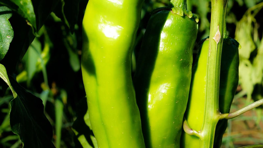 Two glossy green chile pods hanging from a plant stem in strong sun