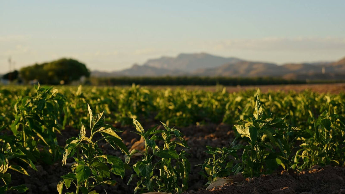 Young chile plants in dry field soil at low sun, with desert mountains in the distance