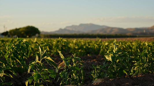 Young chile plants in dry field soil at low sun, with desert mountains in the distance