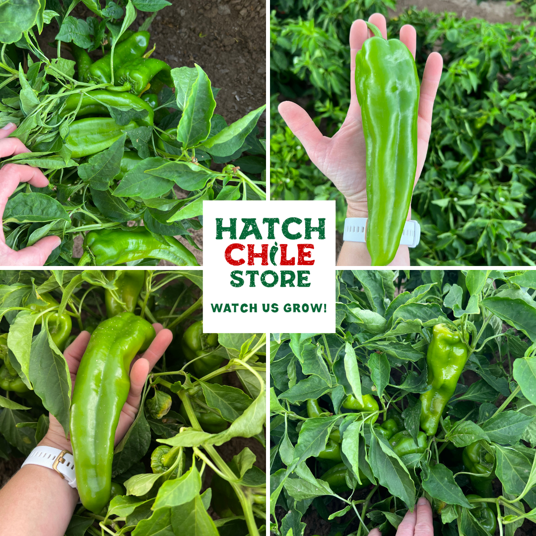 fresh hatch green chile on the plant 
