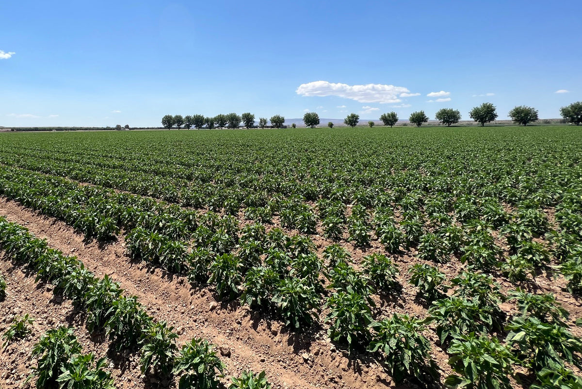 See What We see in Our Beloved Hatch Valley! The Hatch Chile Store