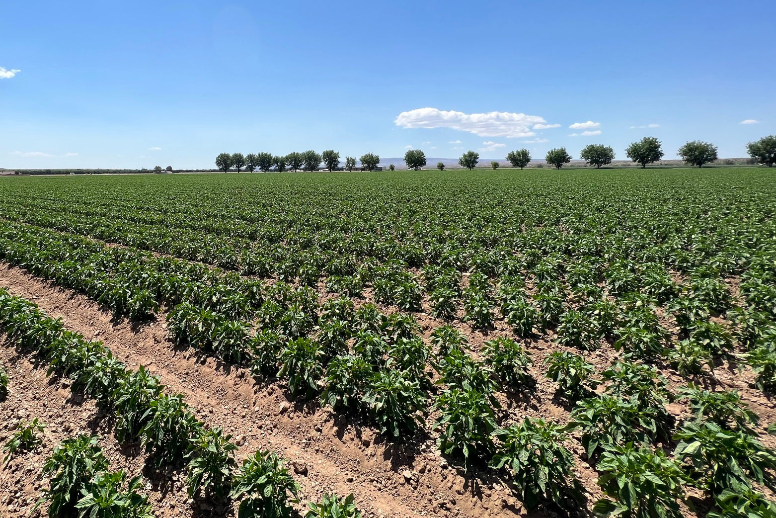 See What We see in Our Beloved Hatch Valley! The Hatch Chile Store