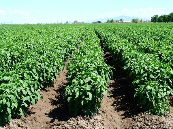 Can I Grow Hatch Chile at Home?