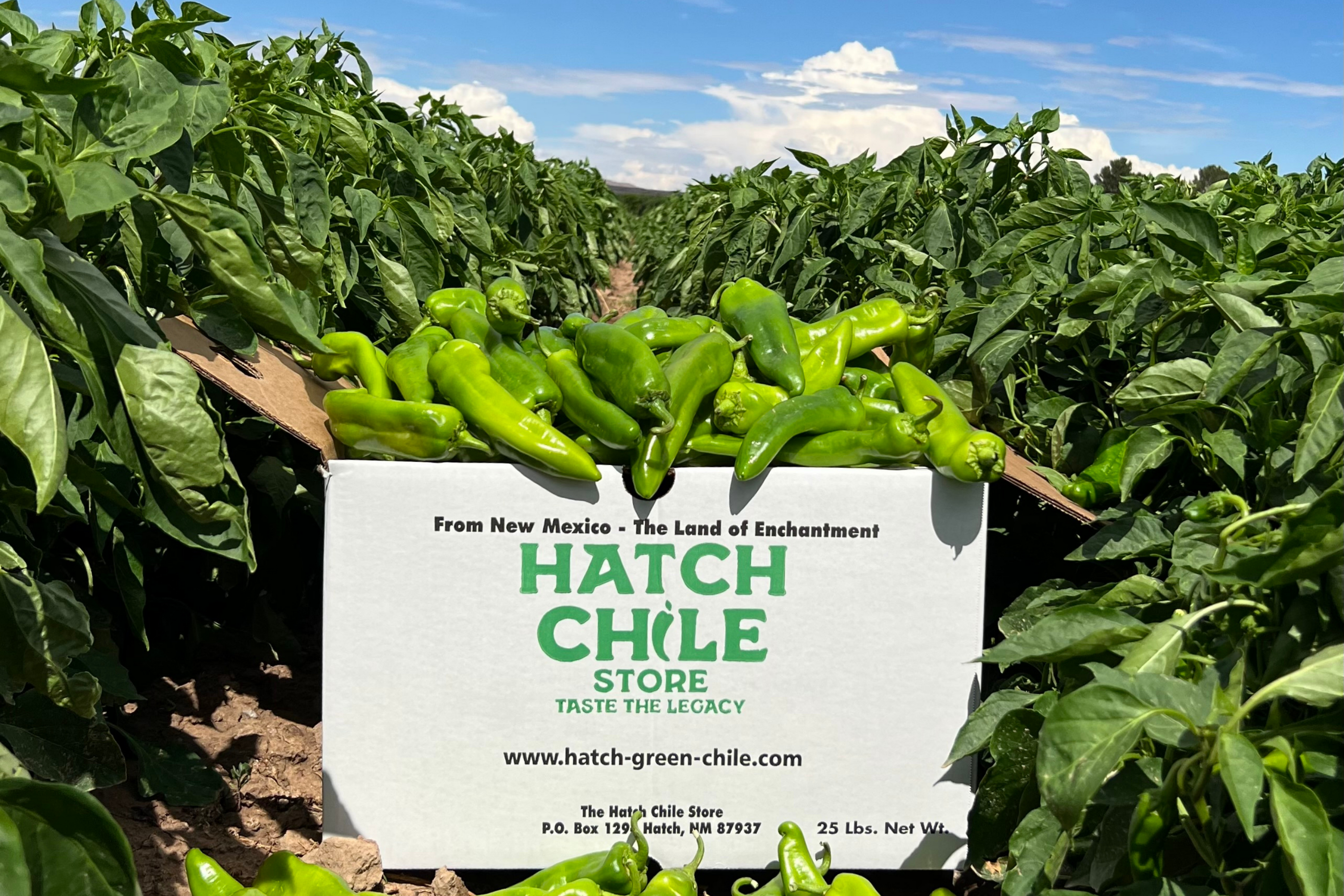 Fresh Hatch Green Chile's in a Hatch Chile Store box in the middle of the hatch chile field.