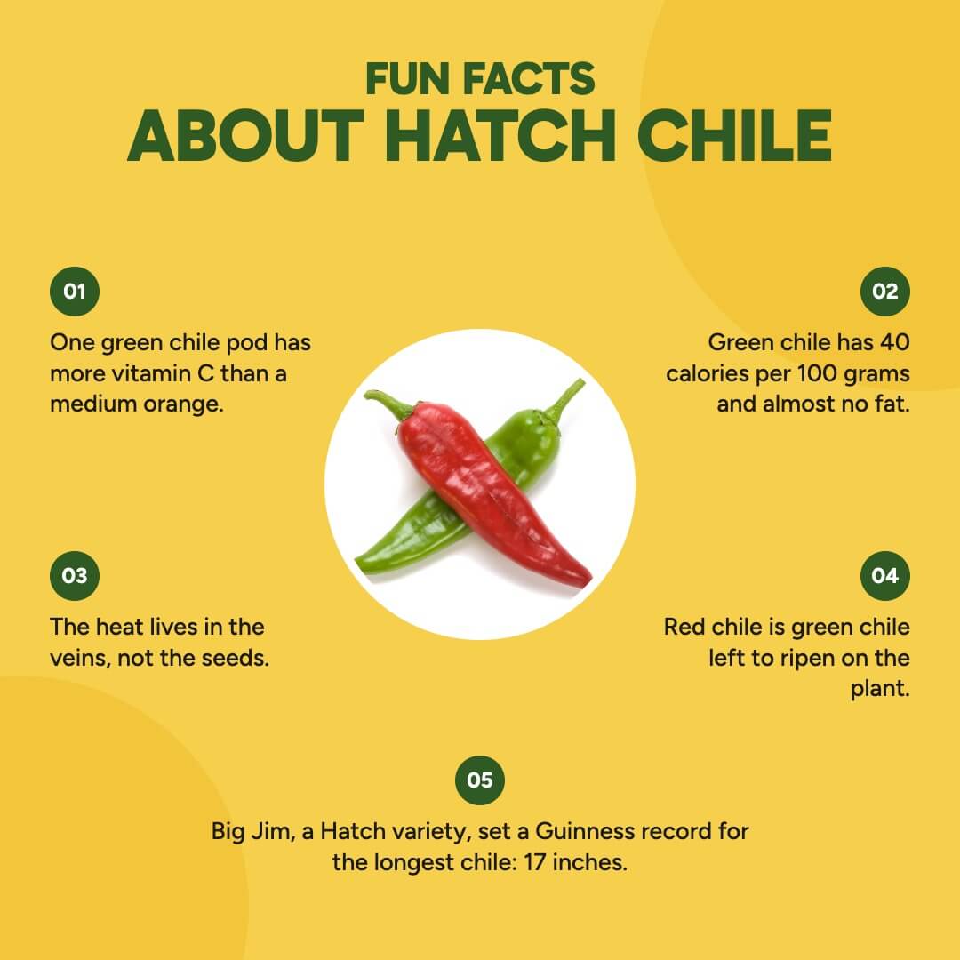 Fun facts about Hatch chile: one green chile pod has more vitamin C than a medium orange; green chile has 40 calories per 100 grams and almost no fat; the heat lives in the veins, not the seeds; red chile is green chile left to ripen on the plant; Big Jim set a Guinness record for the longest chile, 17 inches.