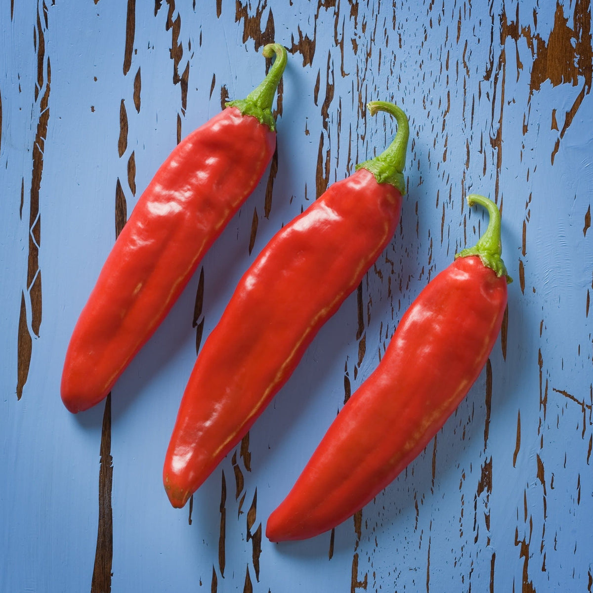 Three fresh red Hatch chile pods on blue wood