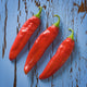Fresh Hatch Red Chile - Hatch Chile Store
