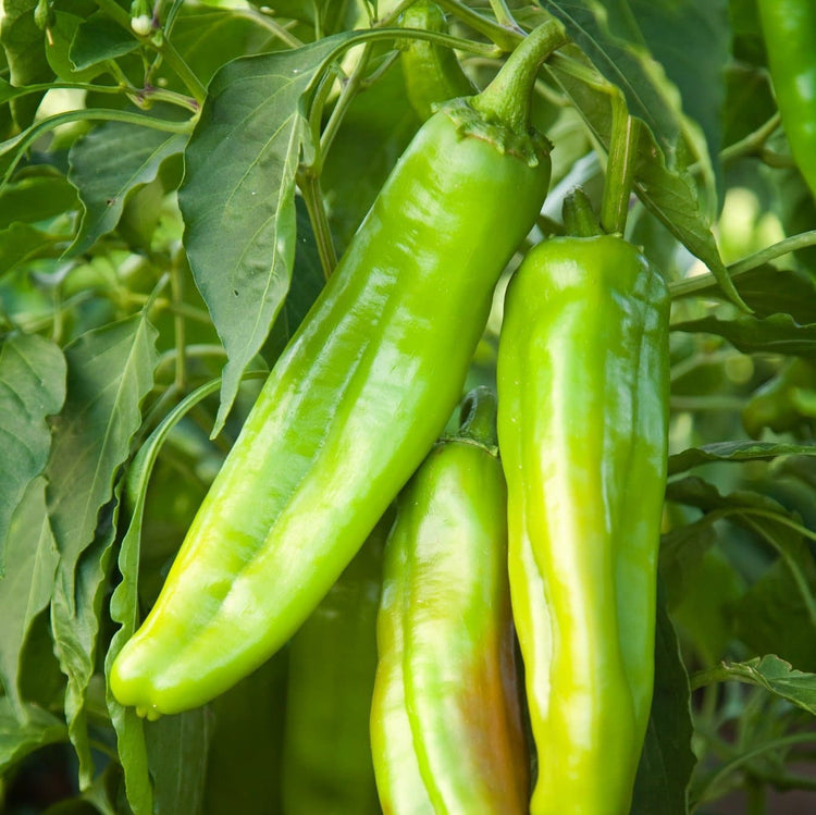 Three Fresh Hatch Green Chiles, ready for harvest, hanging from a leafy plant in natural sunlight.