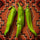 Three fresh Hatch green chile pods on a woven Southwestern blanket